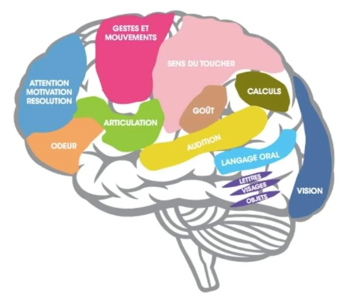 Les troubles cognitifs « dys »